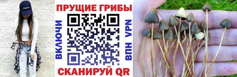 Псилоцибиновые грибы мухоморы  цены   Дигора 